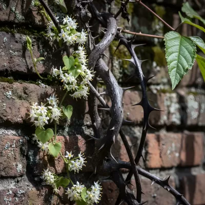 Imagen PNG para descargar